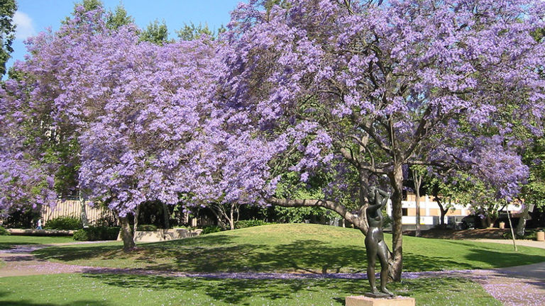 The popular Franklin D. Murphy Sculpture Garden is a must-see on campus. // © 2015 Creative Commons user caelestis