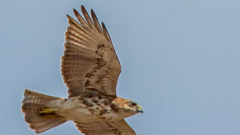 At the new Hawaii Island Festival of Birds, visitors can spot rare feathered beauties. // © 2016 Bob Nims