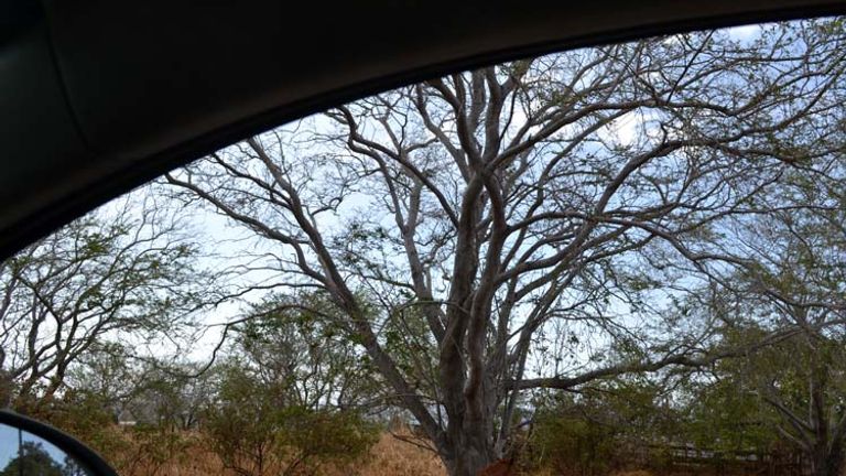 Surprises await when you drive through Pahala, a small plantation town // (c) 2013 Mindy Poder