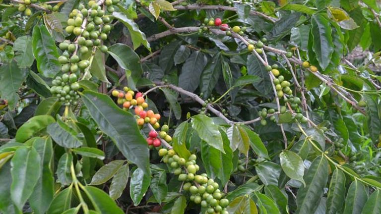 Coffee cherries growing on the trees at the Kau Coffee Mill // (c) 2012 Mindy Poder