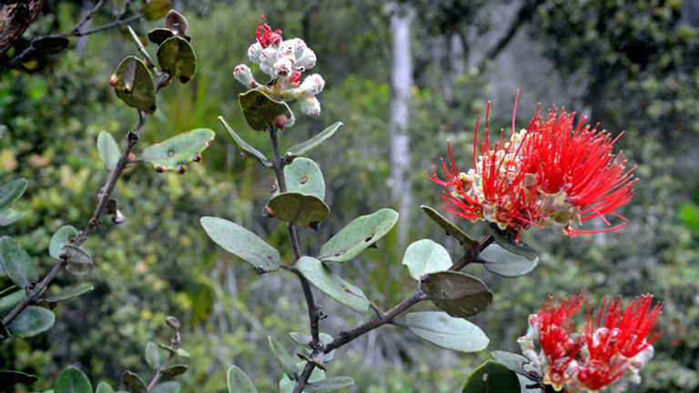 Plant life along the four-mile Kilauea Iki Trail, Hawaii Volcanoes National Park’s popular trail. // (c) 2012 Mindy Poder
