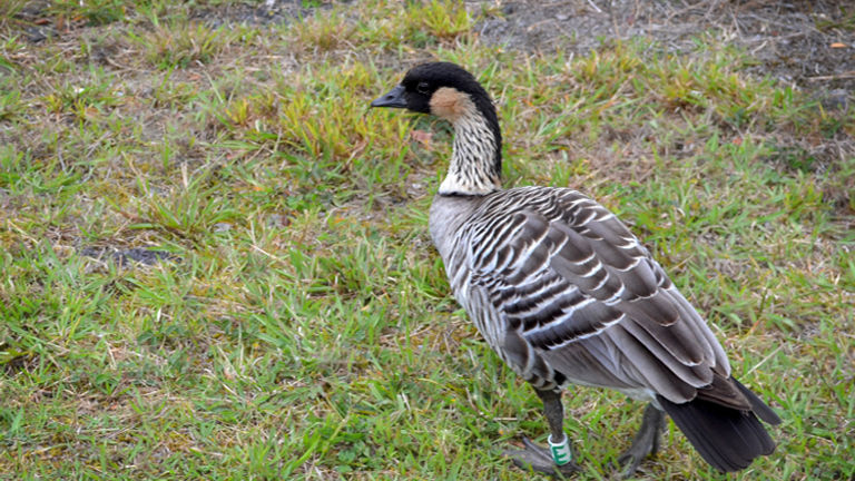 The nene, or the Hawaiian goose, is the state bird of Hawaii. // (c) 2012 Mindy Poder