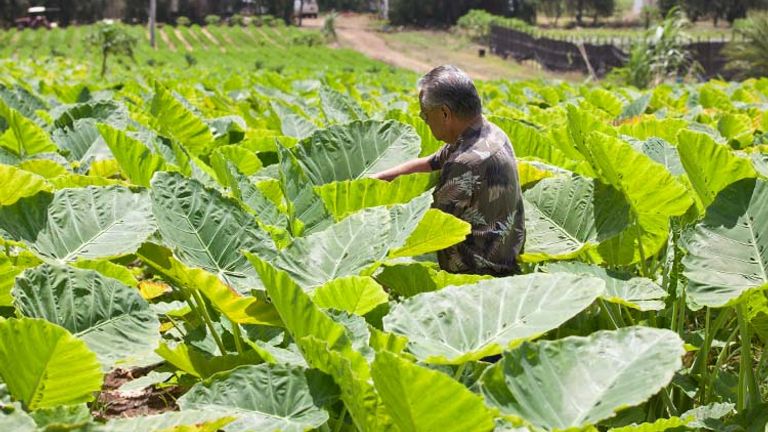 Resort restaurants source ingredients from preserved agricultural land and local growers, and farm tours are available through Kahuku Farms. // © 2015 Turtle Bay Resort