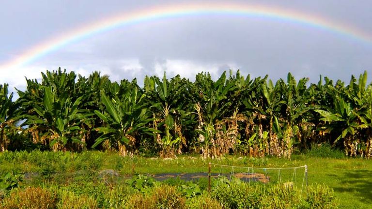 Kalapana Organics Farm is the source for many ingredients used in the dishes served at Sweet Cane Cafe in Hilo on Hawaii Island. // © 2014 Kalapana Organics