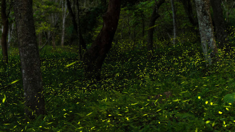 Firefly Forest in Tlaxcala // © 2016 iStock