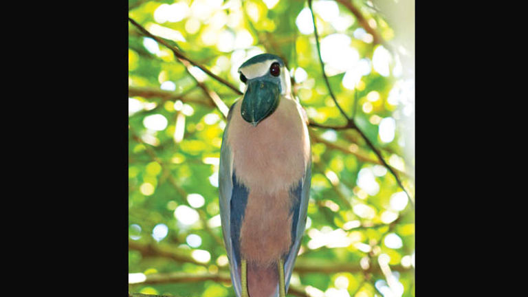 The boat-billed heron is among the more than 250 bird species that bird-watchers might spot in Mexico's La Tovara National Park, located 100 miles north of Puerto Vallarta near the colonial town of San Blas. // © 2015 Riviera Nayarit Convention and Visitors Bureau