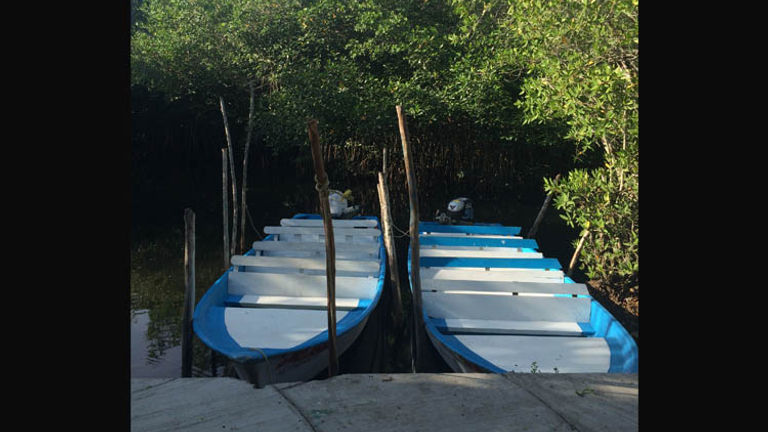 Visitors can look for crocodiles, birds and more on a motorboat through the park, which begins at around $8 per person (bird-watching guide not included).  // © 2015 Chelsee Lowe