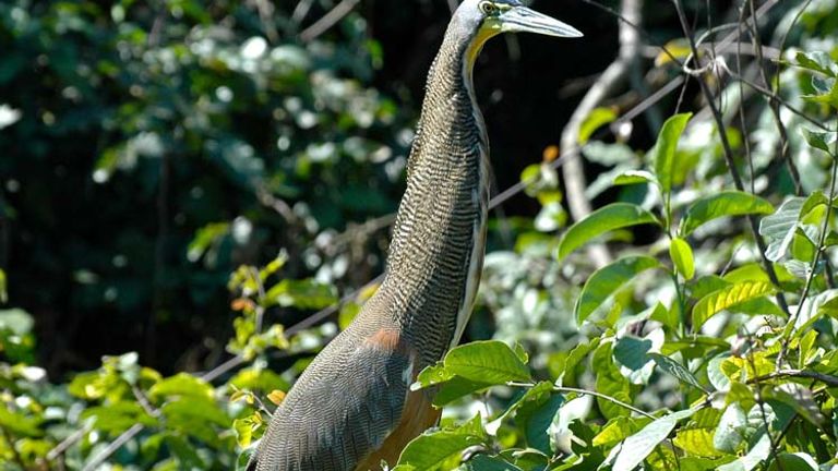 A "garza tigre," or tiger heron, in La Tovara National Park // © 2015 Riviera Nayarit Convention and Visitors Bureau