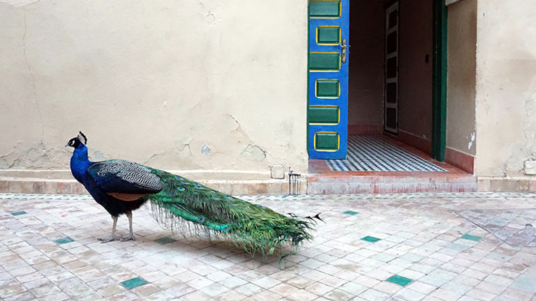 A feathered friend at 19th-century Palais Riad Hida, located in Oulad Berhil // © 2018 Valerie Chen