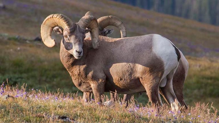 A wide array of wildlife, including bighorn sheep, live in Rocky Mountain National Park. // © 2017 Rocky Mountain National Park