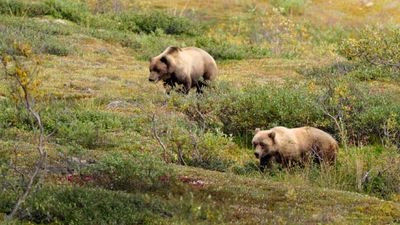 While grizzlies can be found in Alaska, it’s best to go with an experienced guide.// © 2014 Christopher Batin
