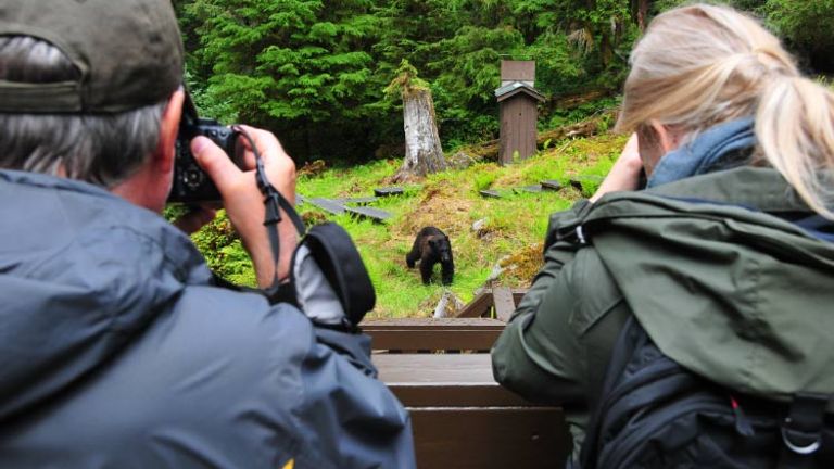 Part of the relatively undiscovered forested slopes of Southeast Alaska's Rainforest Islands, Anan Creek Bear Observatory is one of the best spots for black bear viewing. // © 2015 Christopher Batin