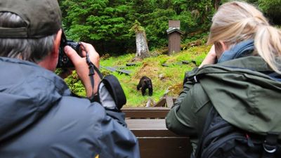 Part of the relatively undiscovered forested slopes of Southeast Alaska's Rainforest Islands, Anan Creek Bear Observatory is one of the best spots for black bear viewing. // © 2015 Christopher Batin