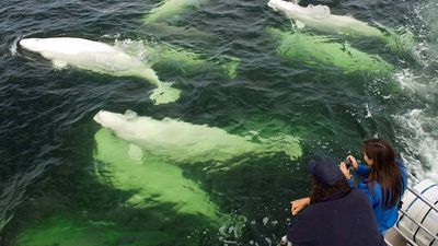 One of many less-explored areas of Canada, Churchill is a great place to interact with wildlife on land and in the sea. // © 2015 Tourism New Brunswick