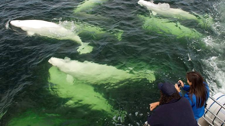 One of many less-explored areas of Canada, Churchill is a great place to interact with wildlife on land and in the sea. // © 2015 Tourism New Brunswick