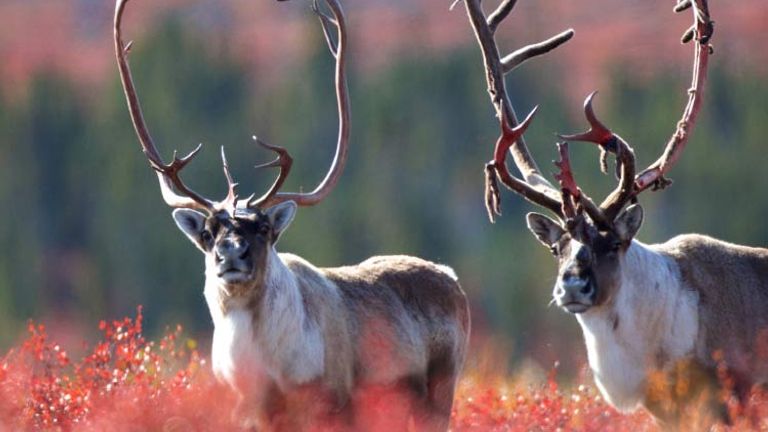 Arctic wildlife in Nunavut // © 2015 Arctic Haven