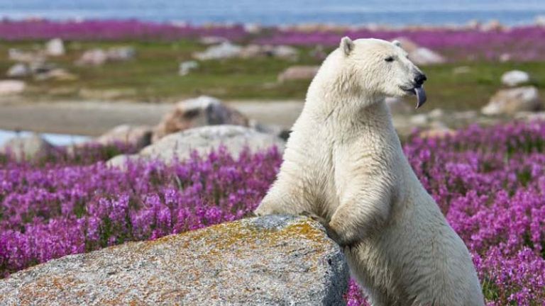 Churchill is the polar bear capital of the world. // © 2015 Arctic Haven