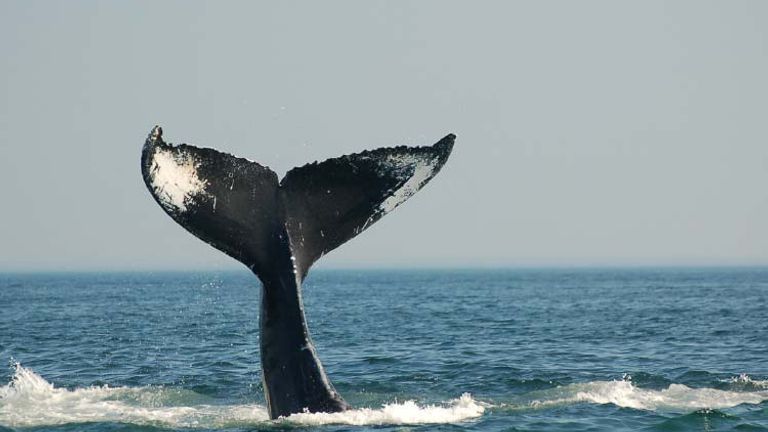 The Bay of Fundy offers whale watching. // © 2015 Arctic Haven