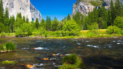 Yosemite National Park, which encompasses nearly 1,200 square miles, was first protected in 1864 and designated a national park in 1890. // © 2016 Insight Vacations