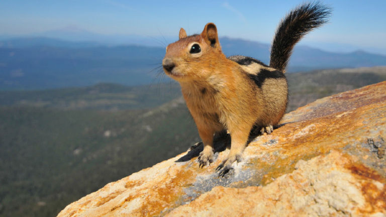 Ground squirrels are common in many U.S. national parks. // © 2016 iStock