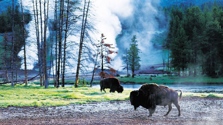 Yellowstone was the world’s first national park, established in 1872. // © 2016 Tauck