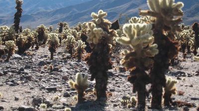 The Cholla Cactus Garden is one of several must-see spots around Joshua Tree National Park. // © 2016 Joshua Tree National Park