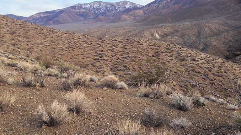 Death Valley_bushes