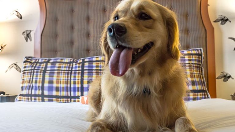 Many hotels are welcoming furry friends to join their owners’ vacations, such as the extremely pet-friendly Kimpton Hotel Monaco Portland. // © 2017 Kimpton Hotel Monaco Portland