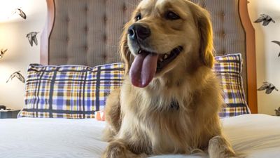 Many hotels are welcoming furry friends to join their owners’ vacations, such as the extremely pet-friendly Kimpton Hotel Monaco Portland. // © 2017 Kimpton Hotel Monaco Portland