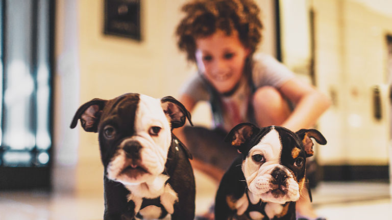 The London West Hollywood at Beverly Hills recently introduced two puppy mascots named Winston and Churchill. // © 2017 The London West Hollywood at Beverly Hills