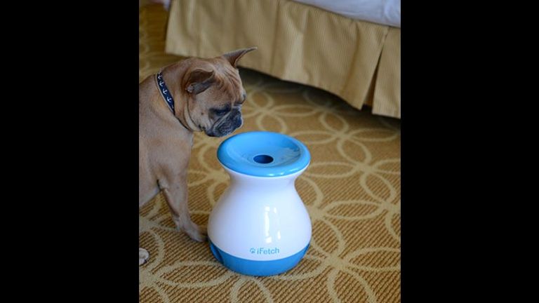 San Francisco’s Stanford Court encourages pets to geek out on technology, such as an iFetch Frenzy. // © 2017 Stanford Court