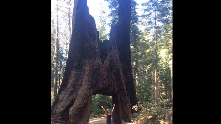 Tuolumne Grove contains more than a dozen sequoias, including a dead one you can actually walk through. // © 2016 Lindsay Kamikawa
