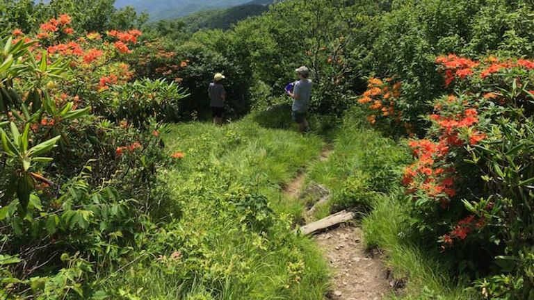 Experience Great Smoky Mountains National Park with an inn-based hiking trip with Wildland Trekking. // © 2016 Wildland Trekking