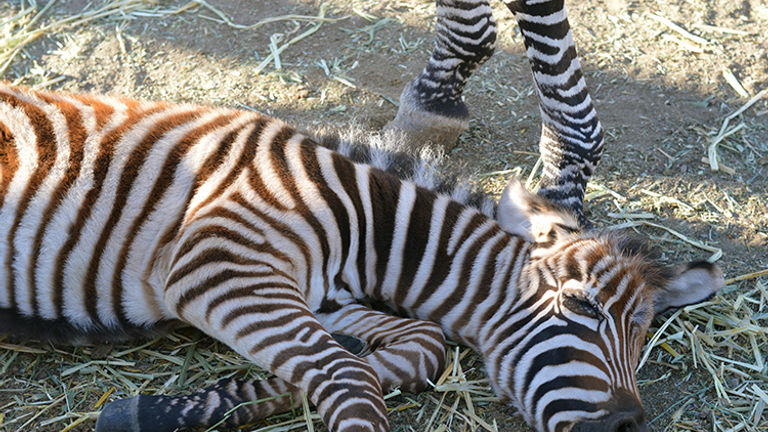 On-site animal births are all natural; this baby zebra was born just days before. // © 2015 Valerie Chen