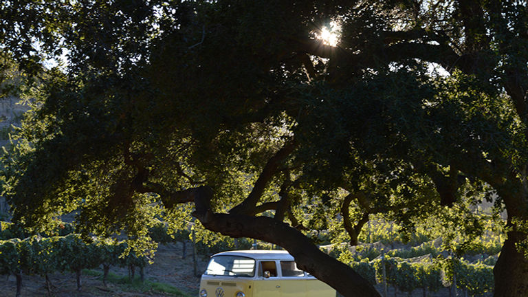 See vintage vehicles such as Volkswagen vans at the last stop of the Vintner Tour. // © 2015 Valerie Chen