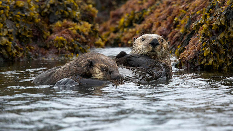 In Orca Inlet, large groups of sea otters, called rafts, can be found floating in the calm waters. // © 2018 Ben McBee