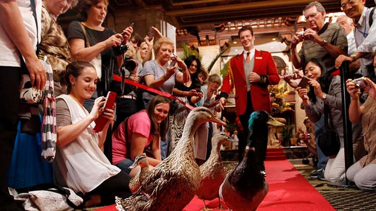 Guests enjoy the famous duck march at The Peabody Memphis. // © 2016 The Peabody Memphis
