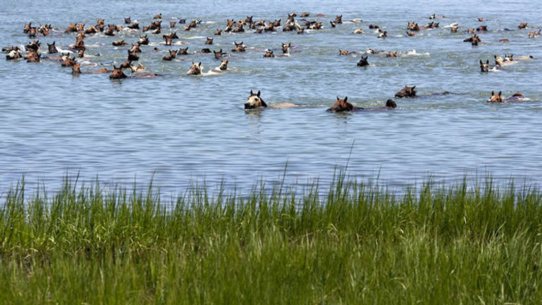 At Chincoteague NWR, visitors can view the famous wild ponies as they swim the channel between Assateague and Chincoteague Islands. // © 2011 Chincoteague NWR/USFWS