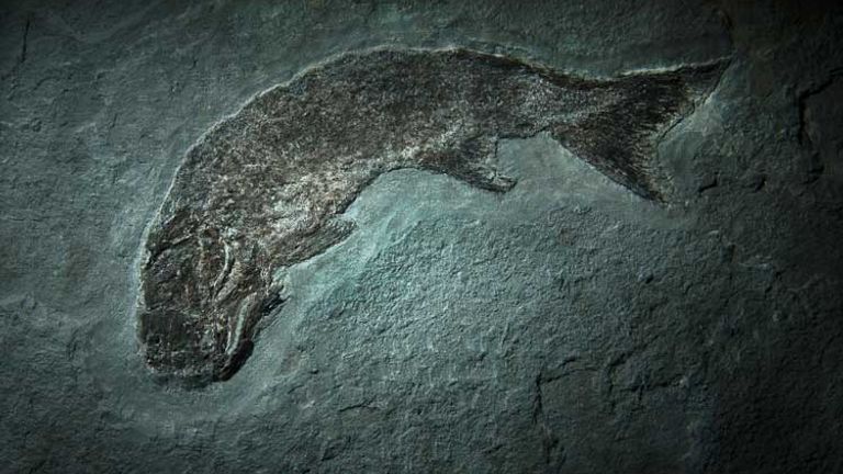 Fossils on display at Miguasha National Park’s Natural History Museum. // (c) 2013 Mark Edward Harris