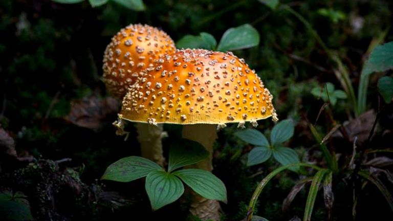 The Quebec maritime region is home to unusual arctic-alpine flora. // (c) 2013 Mark Edward Harris 
