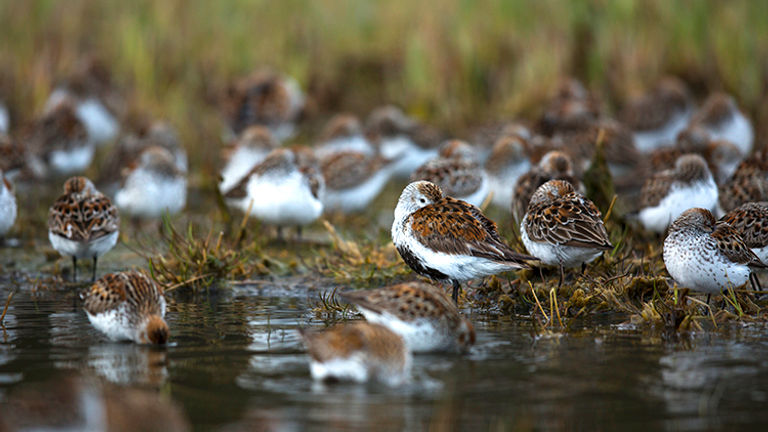 Every year, more than 4 million shorebirds migrate from all over the world to the Copper River Delta. // © 2018 Ben McBee