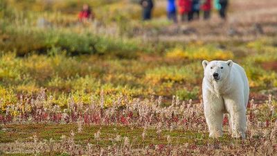 Churchill Wild, an all-inclusive safari company in Canada, enables visitors to catch close-up glimpses of polar bears. // © 2016 Robert Postma