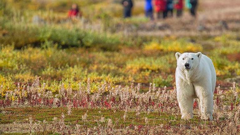 _Bear_With_Audience, photo by Robert Postma (III)