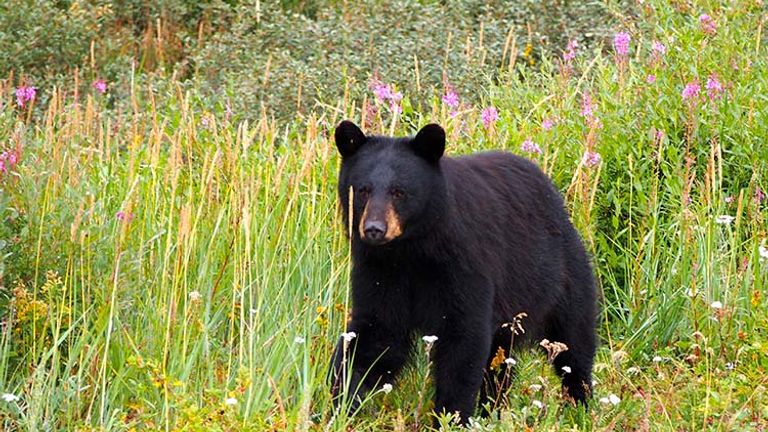 A black bear searches for berries. // © 2016 Zorianna Kit