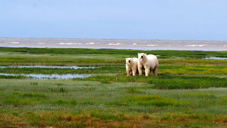 Visitors observe a mama bear and her cub wandering along the coastline of the Hudson Bay. // © 2016 Zorianna Kit