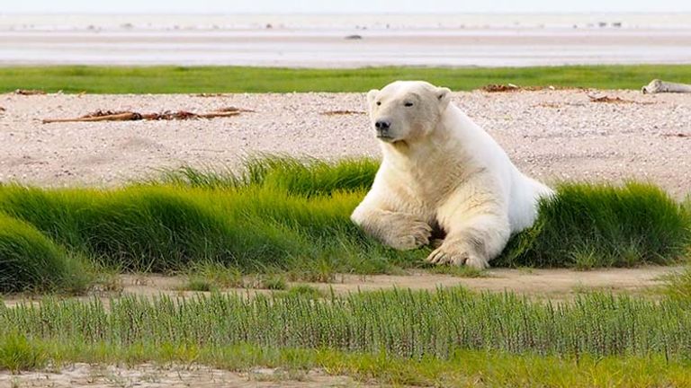 A polar bear spends a lazy afternoon on a sand dune. // © 2016 Zorianna Kit