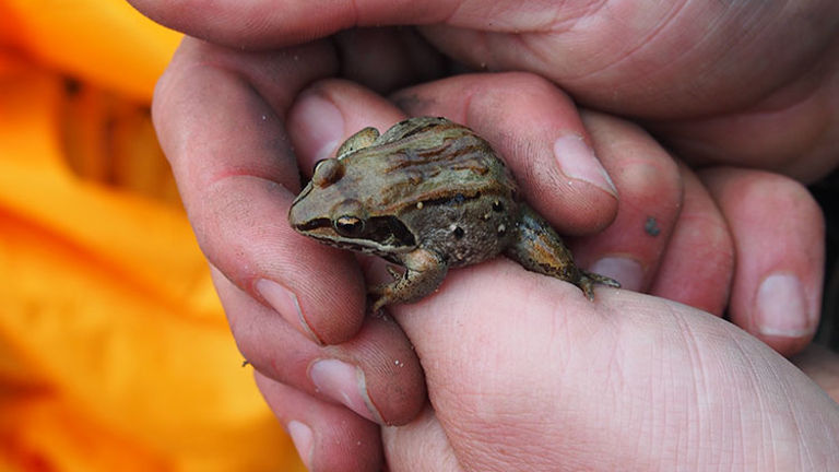 Wood frogs are known for having freeze tolerance. // © 2016 Zorianna Kit