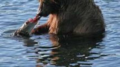 Kodiak Island, Alaska, Reopens Bear-Viewing Location