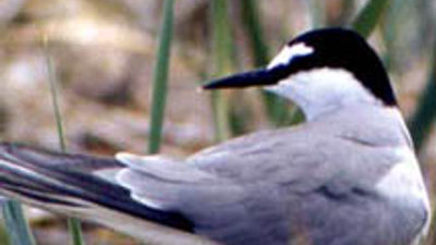 Birdwatchers Flock to Alaska