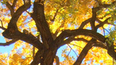 Best Places to Spend Fall in Tucson